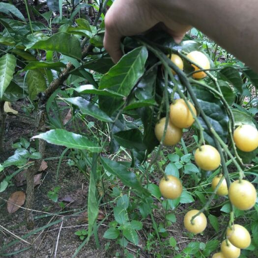灵山县 鸡心黄皮苗  无核黄皮苗