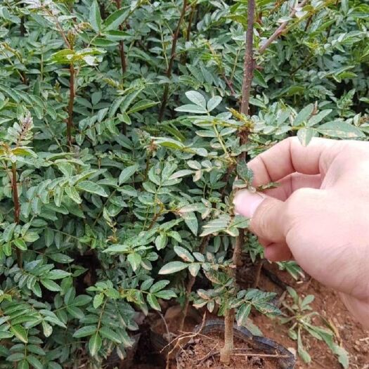鲁甸县 红椒，大红袍花椒苗，贡椒苗大量供应中，价格便宜，质量好。