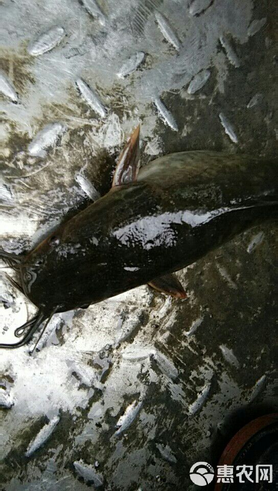  鲶鱼胡子鲶鱼