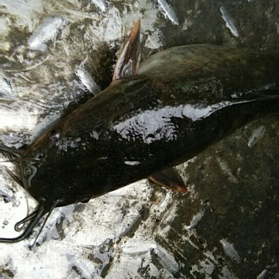  鲶鱼胡子鲶鱼