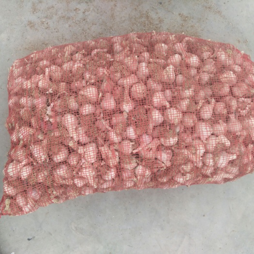 盐城白皮大蒜 4.5-5.0cm 多瓣蒜