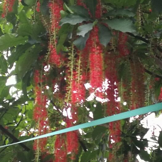 中山市黄花风铃木  红花玉蕊，红花紫荊，黄花风铃，水蒲桃，宫粉紫荆