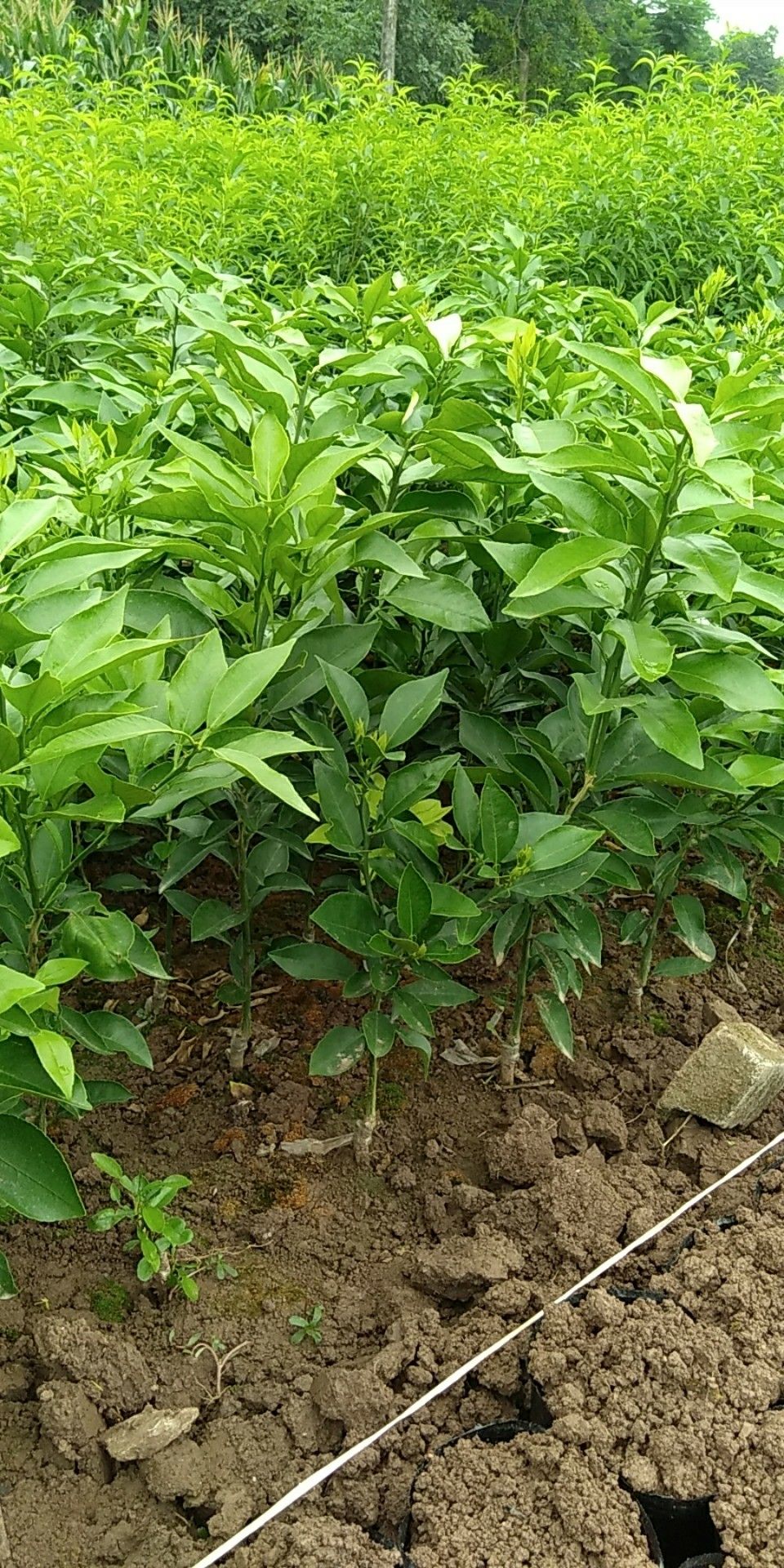 塔罗科血橙苗 嫁接苗 0.5米以下