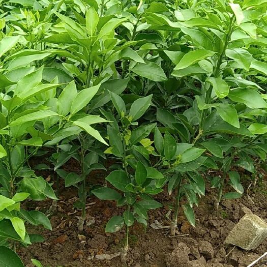 成都塔罗科血橙苗 嫁接苗 0.5米以下