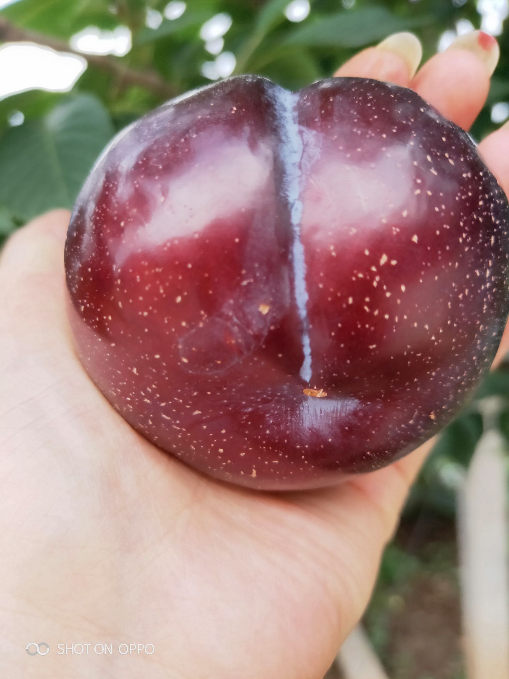  大量黑布林优质李子
