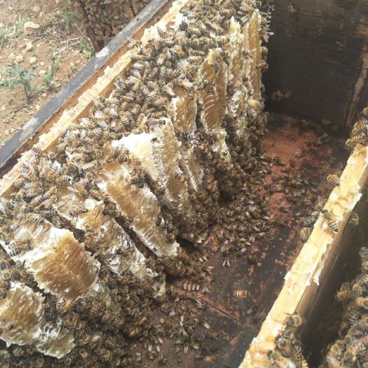 临猗县意蜂蜂蜜 塑料瓶装 2年 90%以上
