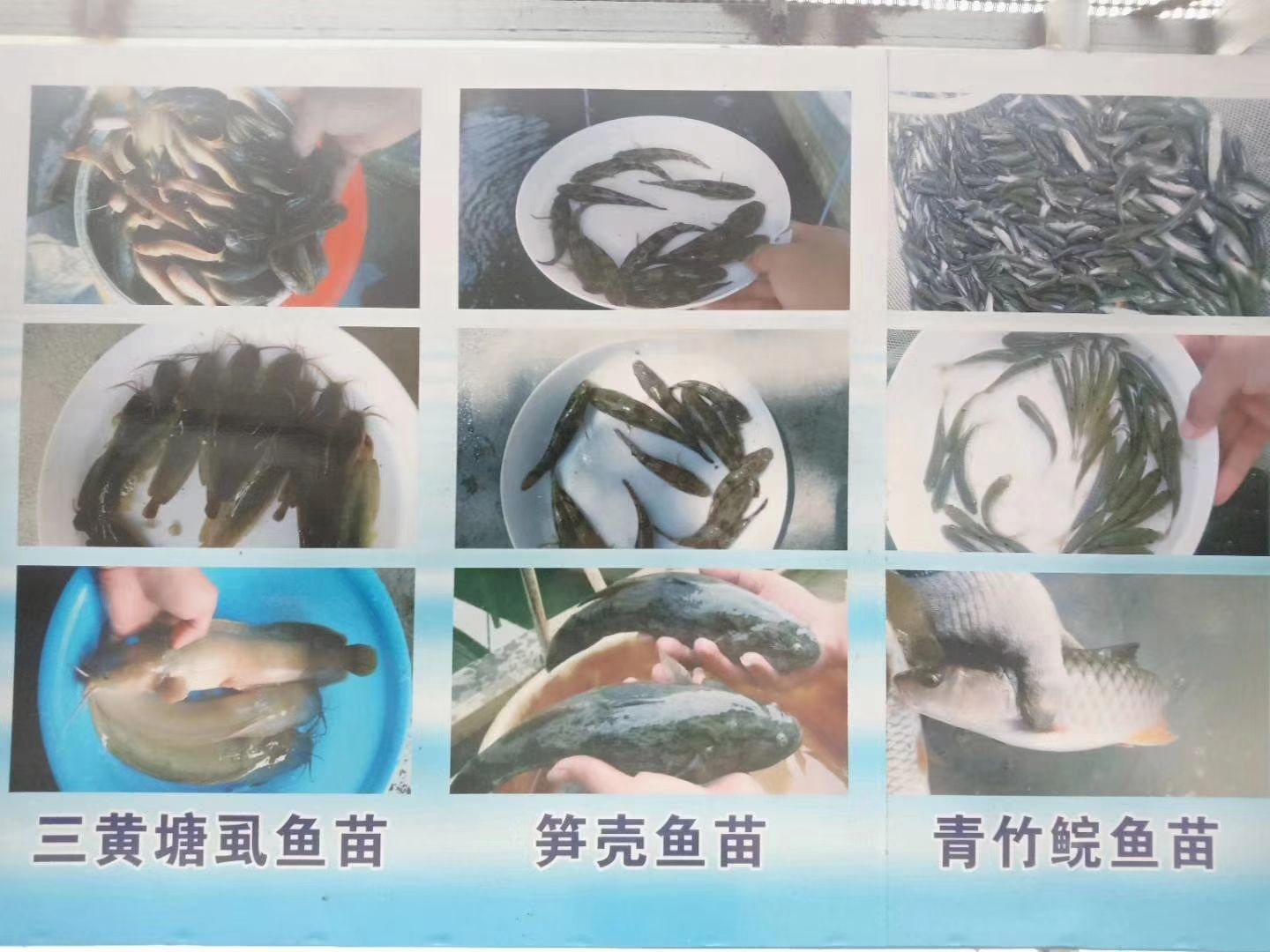 加州鲈鱼  优鲈一号（质量好，产量高，抗病力强