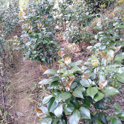 盐津县 嫁接好的茶花，可带苞发货
