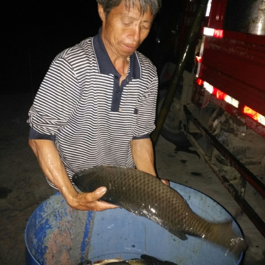 南江县 大量销售鲤鱼