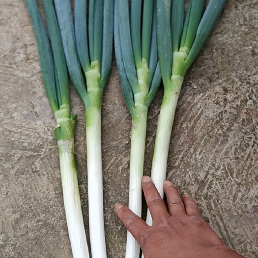安顺 大葱