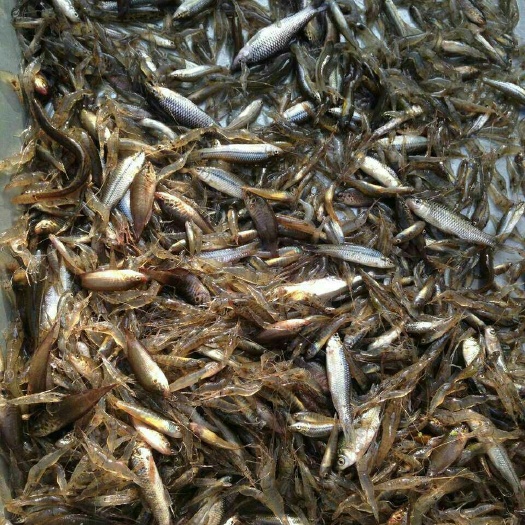 青虾