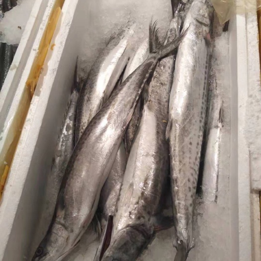 霞浦县 福建霞浦海捕马鲛鱼鲅鱼