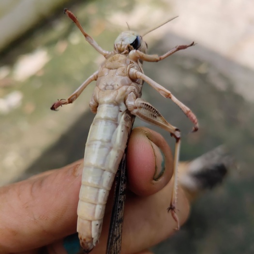 马山县 活体蝗虫出售