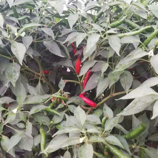 柘城县 艳红，小米椒，线椒大量上市，200亩，欢迎考察。