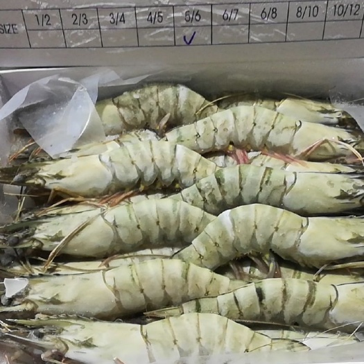  草虾全规格有货，欢迎选购下单！！