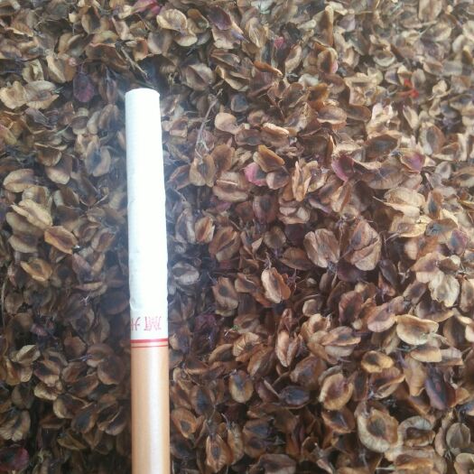临潭县大黄种子 马蹄大黄种籽，发芽快，出苗好，降价了，降价了，再有两百多斤，