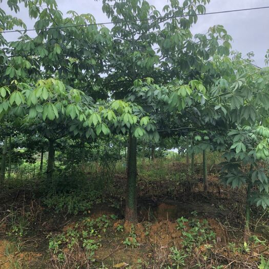 柳州 美丽木棉现货供应