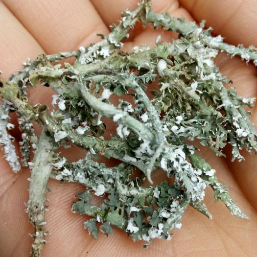 漳县鹿角蕨 鹿角菜产地批发