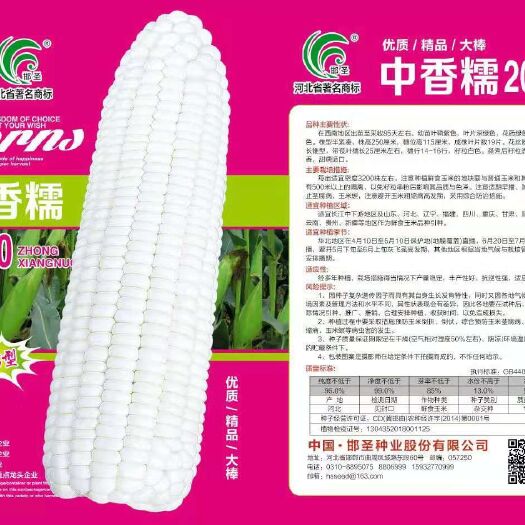 邯郸 推广各种精选水果玉米种子，甜玉米种子
