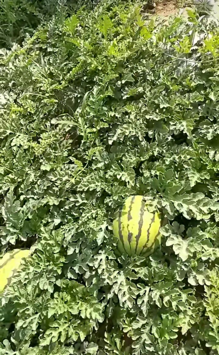  内蒙古通辽市奈曼旗附近西瓜已上市，有金城武和金花6号