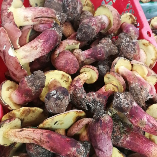 昆明红葱菌 红葱包山菌  货源充足可长期大量供货