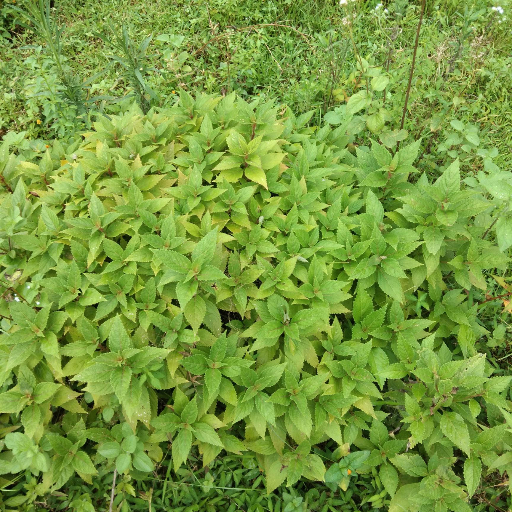 溪黄草味道图片