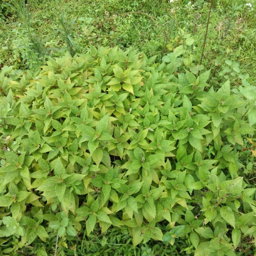 五华县 溪黄草溪沟溪黄草山羊面溪黄草血风溪黄草