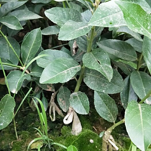 简阳市 尤力克柠檬苗购买2000株送200株