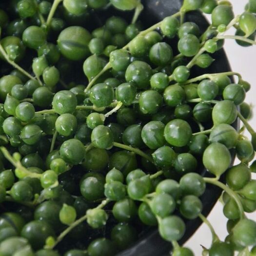 丹阳市 佛珠吊兰多肉植物珍珠吊兰情人泪吊兰紫玄月盆栽绿植办公室植物