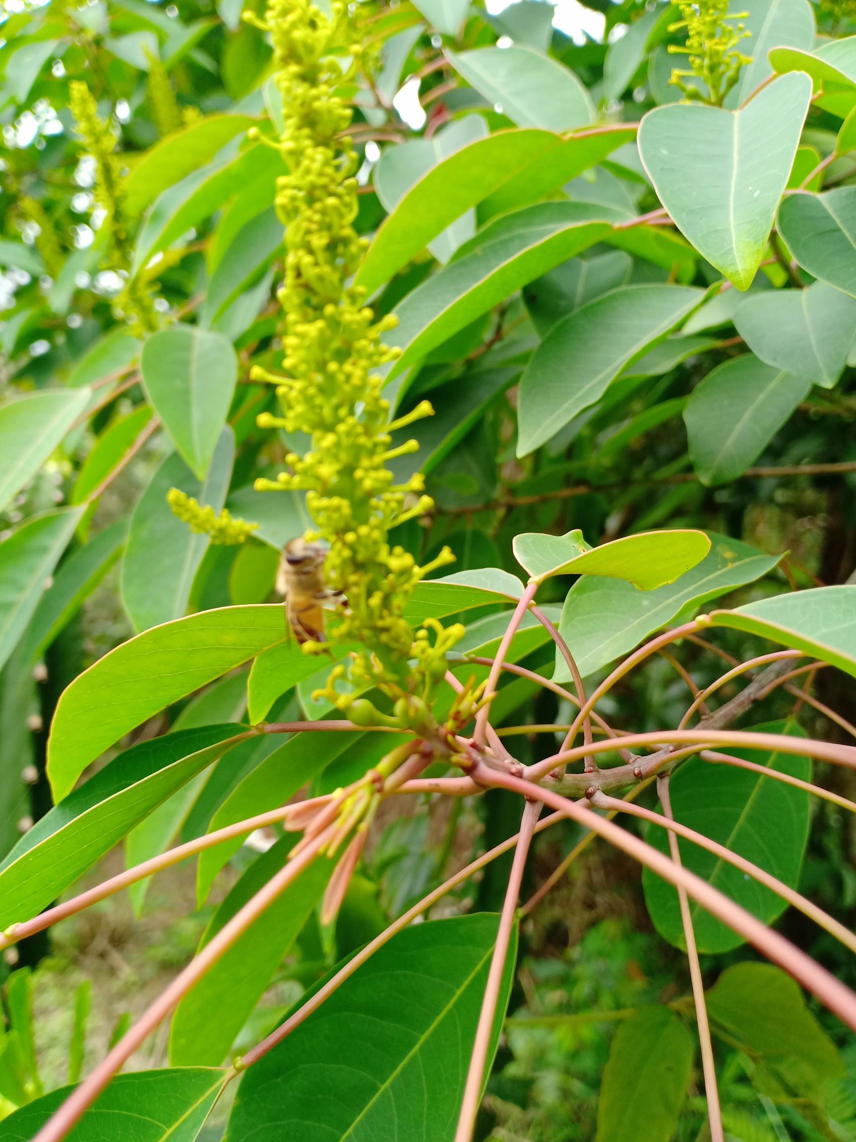 中蜂 深山乌桕蜜