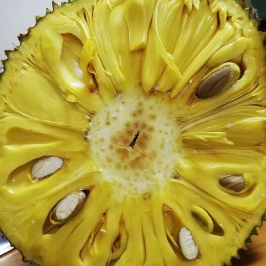 灵山县海南菠萝蜜苗