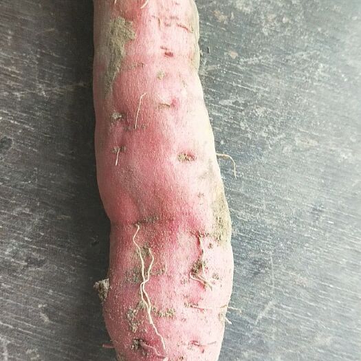 资兴市红心红薯 混装通货 红皮