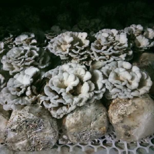 易门县白参菌