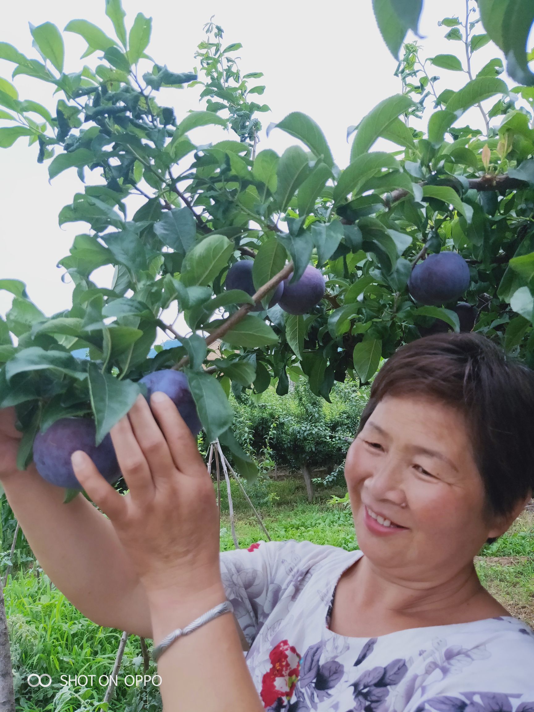  大量黑布林优质李子