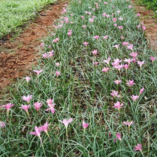 开远市 红花葱兰，白花葱兰库存100万。