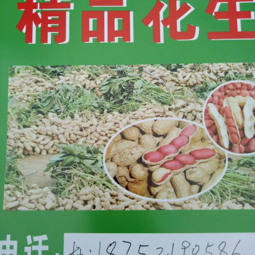 徐州 四粒红鲜花生大量上市