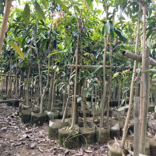 灵山县澳芒苗