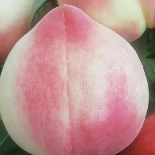 礼泉县 优质纸袋水蜜桃