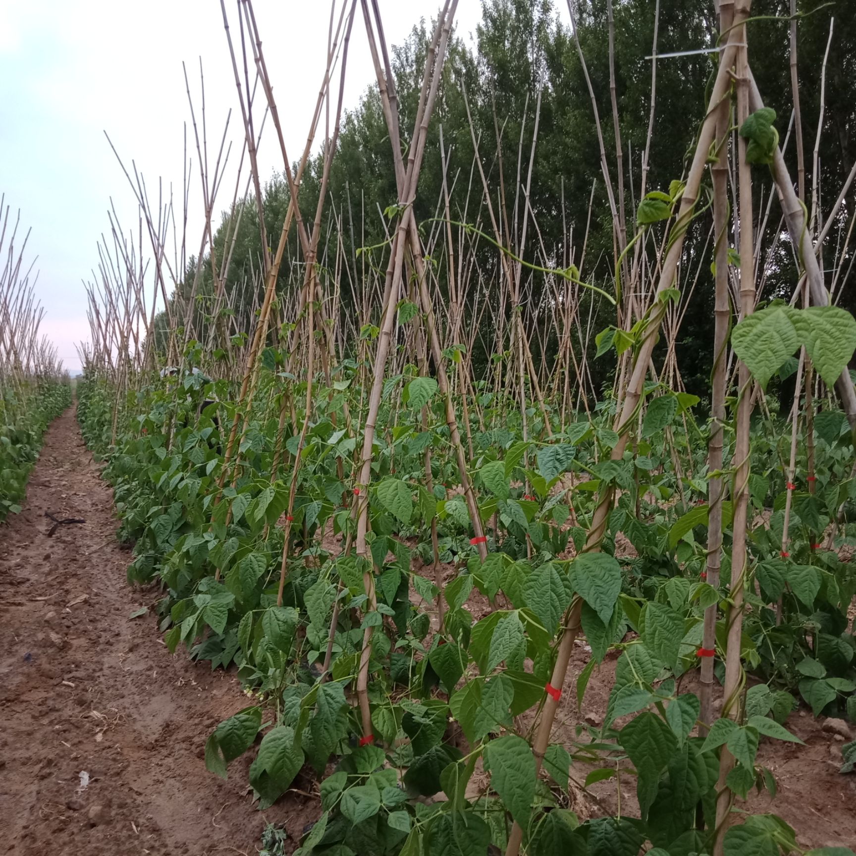 [架豆王豆角批发 豆角产业基地价格1元/斤 惠农网