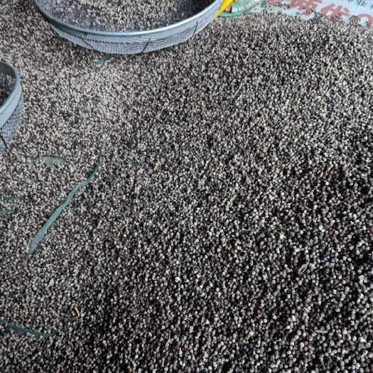 潜山市 蔓荆子苗，蔓荆子大量提前预定