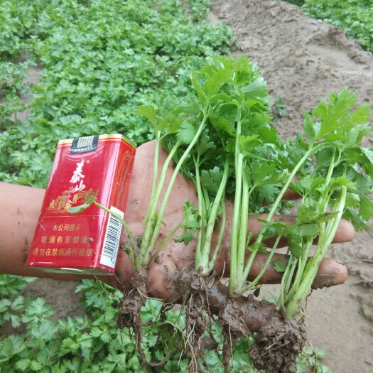 阳信县 优质锦绣芹菜苗，10――15公分，头茬地，无病害，需要的联系