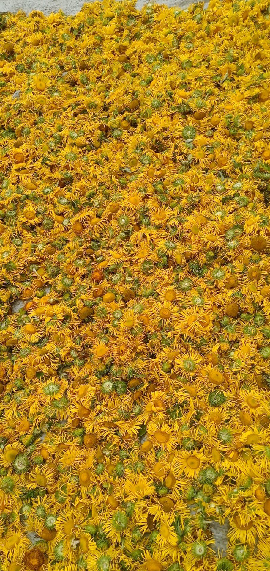 野菊  旋覆花