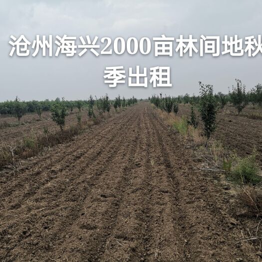 海兴县疏林地 至10月15日有2000亩的林间地可租赁