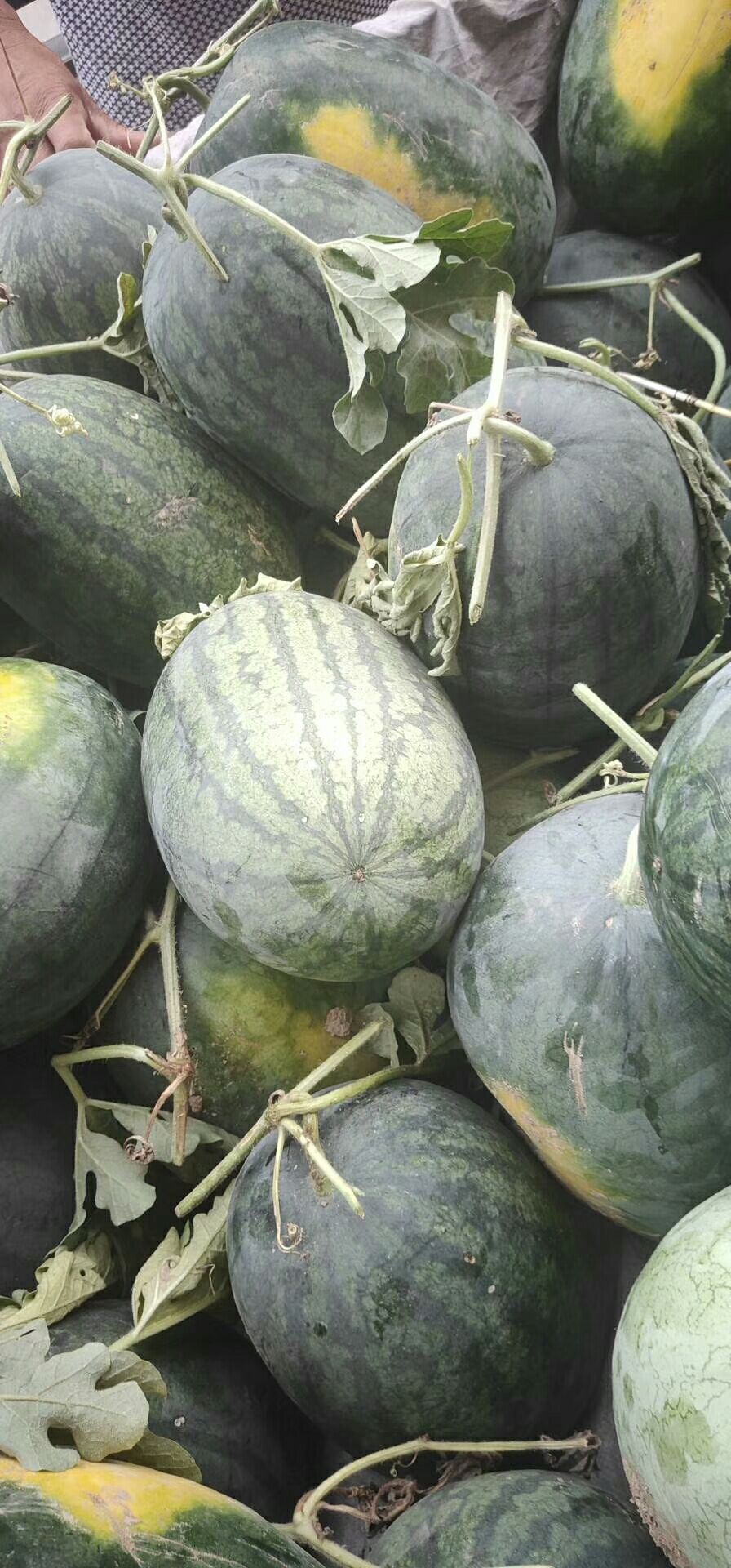 15斤打底龙卷风西瓜