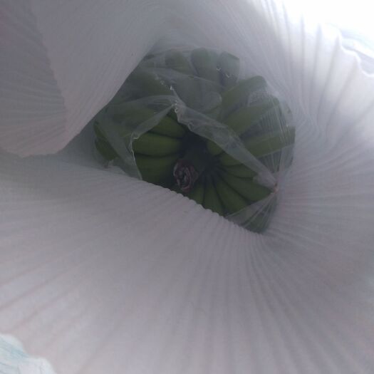 勐腊县巴西香蕉 今天又来帮老板找货，