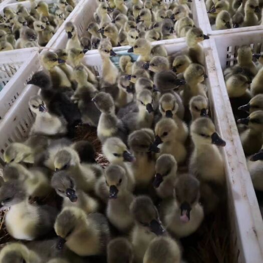 郓城县 买鹅苗送水槽食槽！送货上门免费搭建鹅苗暖棚！