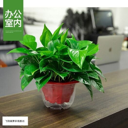 广州飞翔绿萝180红盆室内水培植物办公花卉盆栽除吸甲醛包邮