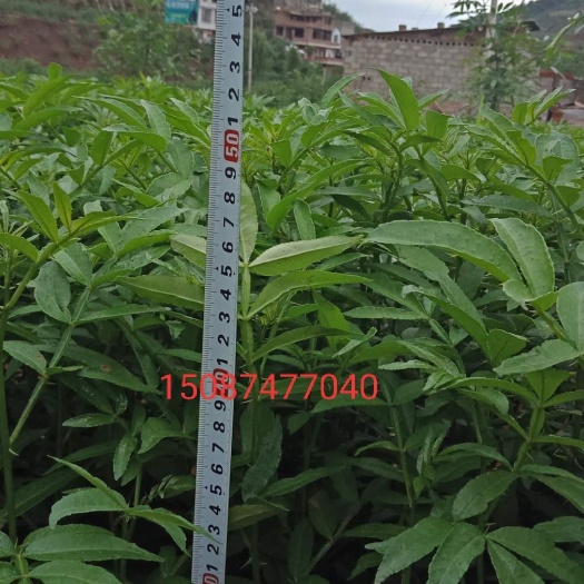 开远市七叶青花椒苗  青花椒苗，九叶青花椒苗，永青一号青花椒，产量高容易管理