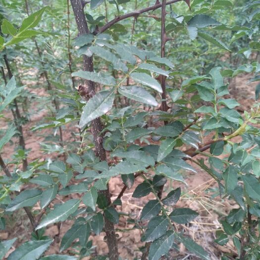 绛县 精品两年大红袍花椒苗