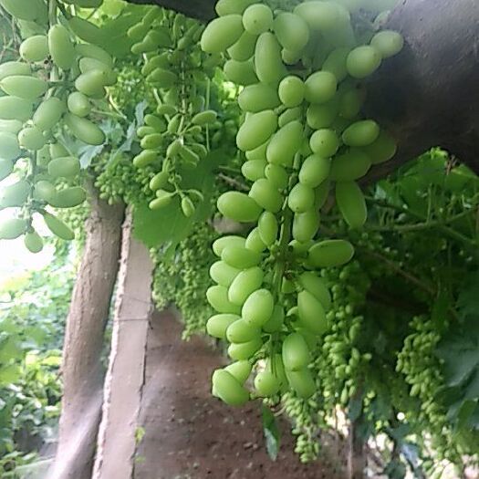 敦煌市 葡萄无核白